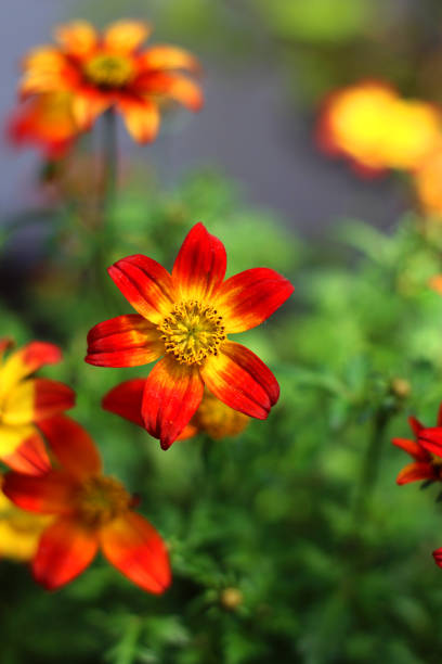 A closeup of red and yellow Biden summer flowers stock photo