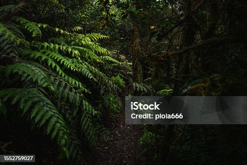 istock Forest ecosystem of Anaga, UNESCO biosphere reserve in Tenerife 1552759027
