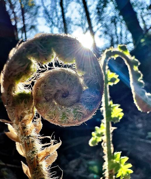 A fern unraveling in the sunlight. stock photo