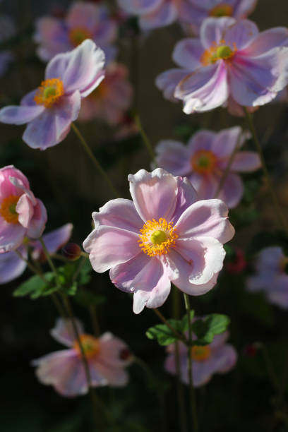 Pink Anemone flowers in the sun. stock photo