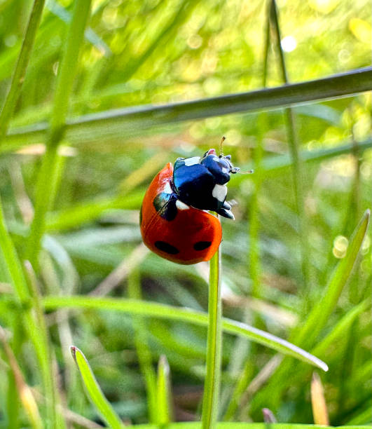 A red Ladybird on a blade of grass. stock photo