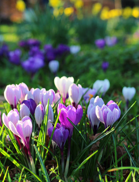 Purple Tulips in spring stock photo