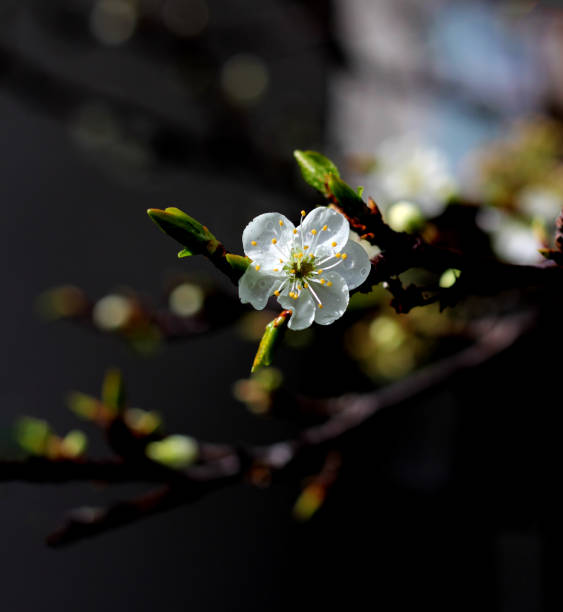 A white flower on a plum tree. stock photo