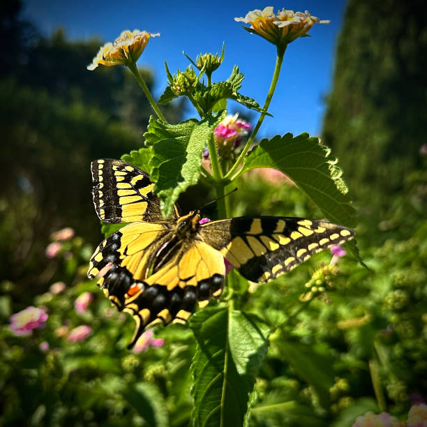 Yellow Tiger Swallowtail butterfly on a flower. stock photo