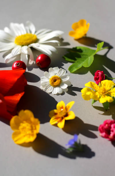 Summer garden flowers. stock photo