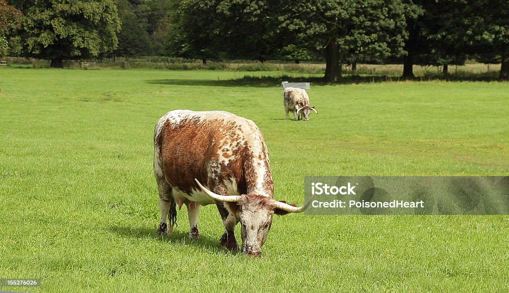 Longhorn cow-Modo di dire inglese - Foto stock royalty-free di Ambientazione esterna