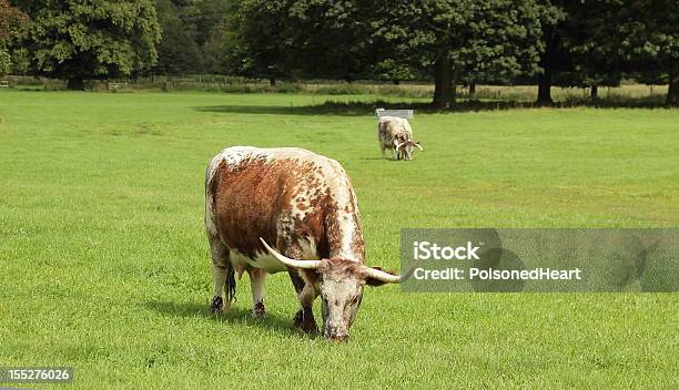 Longhorn Cowmodo Di Dire Inglese - Fotografie stock e altre immagini di Ambientazione esterna - Ambientazione esterna, Animale, Bovino da latte