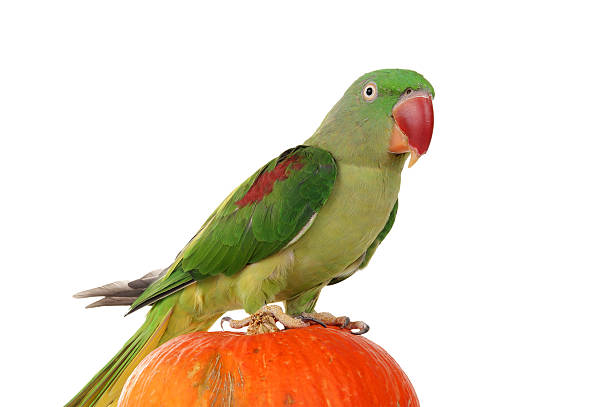 istock Big green ringed or Alexandrine parrot on white background 155276108