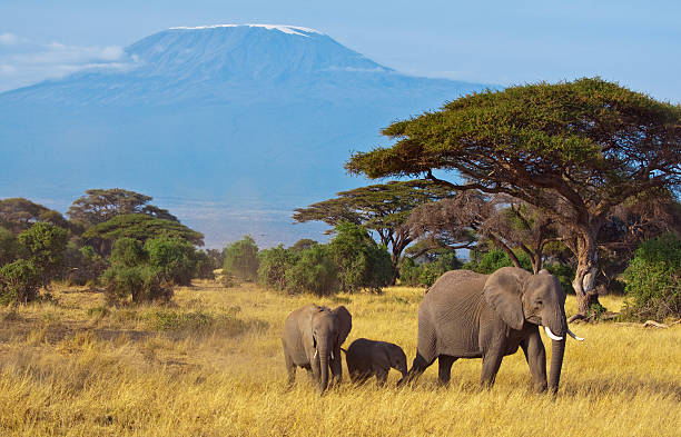 éléphant famille devant le kilimandjaro - african elephant photos et images de collection