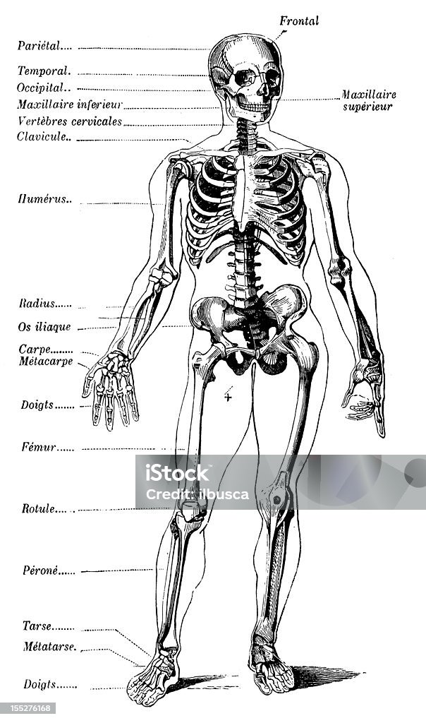 Esqueleto Humano com as etiquetas - Royalty-free Anatomia Ilustração de stock