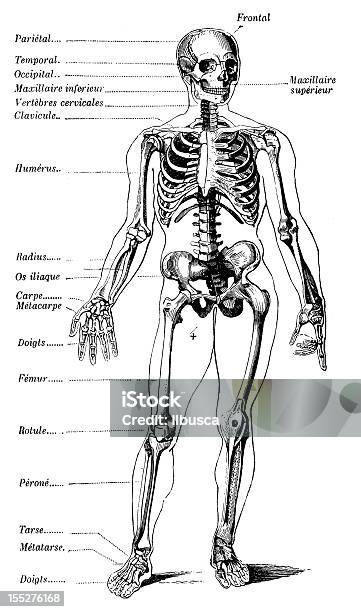 Esqueleto Humano Com As Etiquetas - Arte vetorial de stock e mais imagens de Anatomia - Anatomia, Antiguidade, Arte