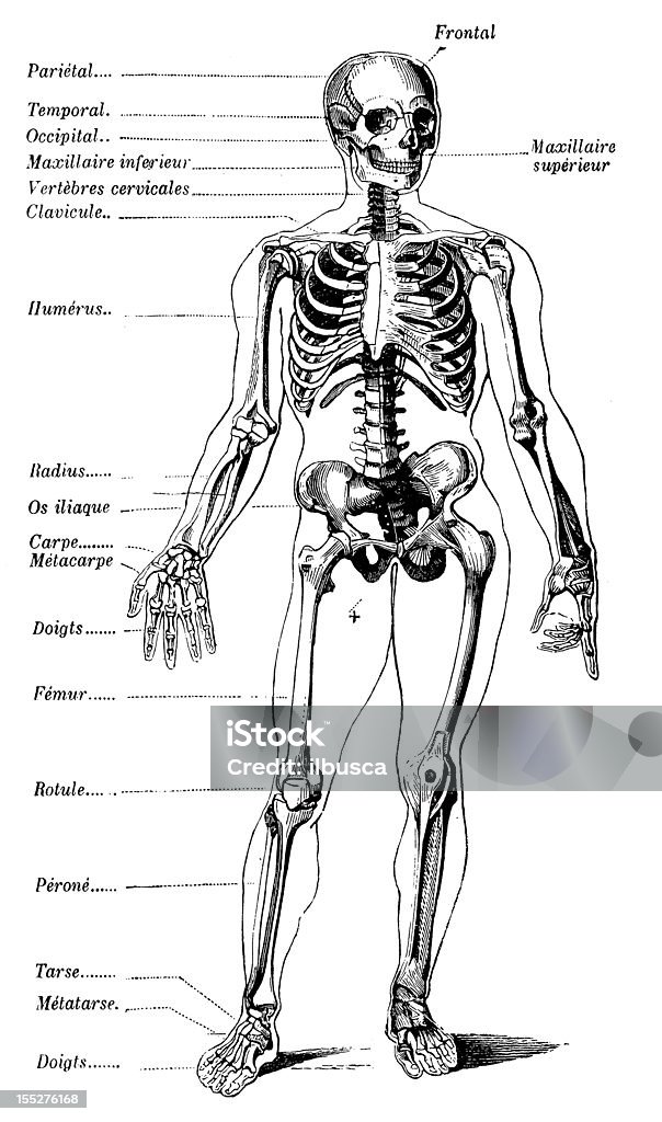 Human skeleton with French tags http://img833.imageshack.us/img833/2351/dsc6698b.jpg 19th Century Style stock illustration