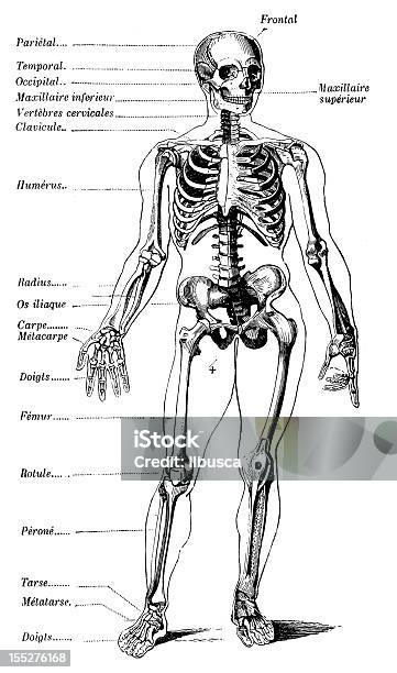 Human Skeleton With French Tags Stock Illustration - Download Image Now - 19th Century Style, Aging Process, Anatomy