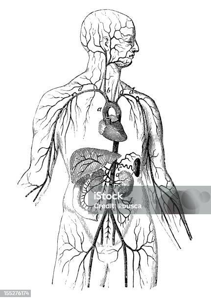 Aorta Conseguenze Principale - Immagini vettoriali stock e altre immagini di Il corpo umano - Il corpo umano, Incisione - Tecnica illustrativa, Incisione - Oggetto creato dall'uomo