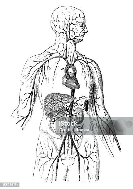 대동맥 주음성 문제를 겪게 인체에 대한 스톡 벡터 아트 및 기타 이미지 - 인체, 새긴 이미지, 판화-제작물
