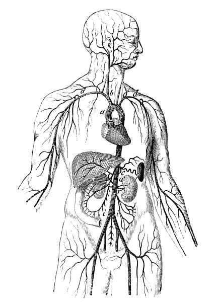 Aorta main ramifications http://img833.imageshack.us/img833/2351/dsc6698b.jpg human heart sketch stock illustrations