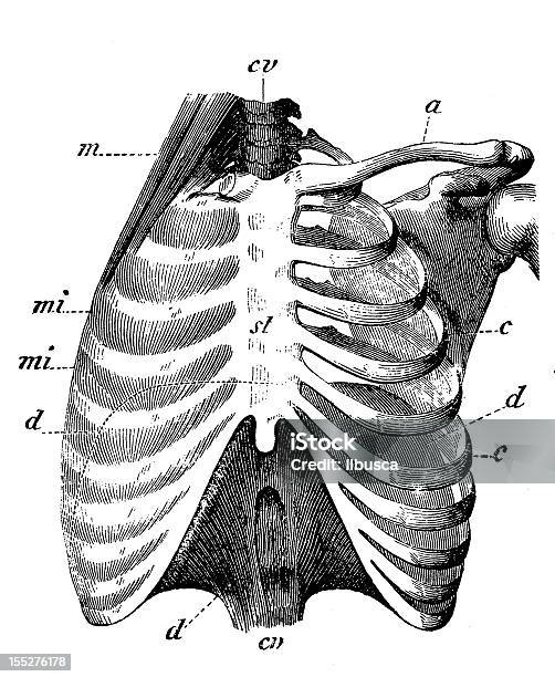 흉곽 골동품에 대한 스톡 벡터 아트 및 기타 이미지 - 골동품, 일러스트레이션, 흉곽