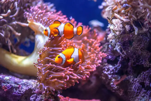 Orange Ocellaris clownfish swimming in deep ocean. Cute Amphiprion ocellaris swim in fishtank, real sea life. Colorful bright small fish and Bubble-tip Anemone in aquarium, soft selective focus