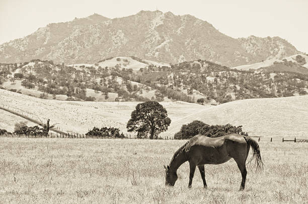 caballo de pastoreo en un campo (vintage - mt diablo state park fotografías e imágenes de stock