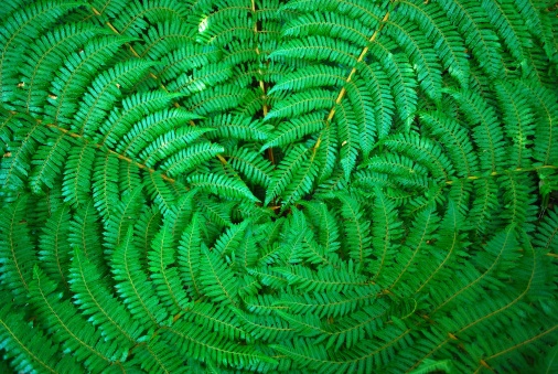 Abstract pattern spring garden forest green fern bracken plants background. Copy space, close up, selective focus.