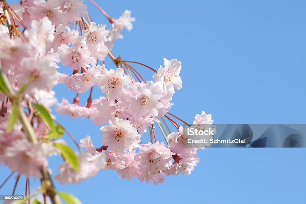 Árbol de cerezo en flor abriéndose - Foto de stock de Agricultura libre de derechos