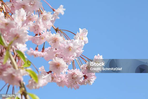 Árbol De Cerezo En Flor Abriéndose Foto de stock y más banco de imágenes de Agricultura - Agricultura, Aire libre, Belleza