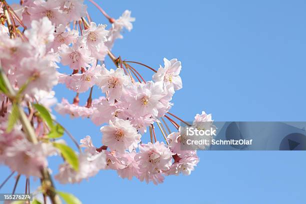 Photo libre de droit de Cerisier En Fleur banque d'images et plus d'images libres de droit de Agriculture - Agriculture, Arbre, Beauté