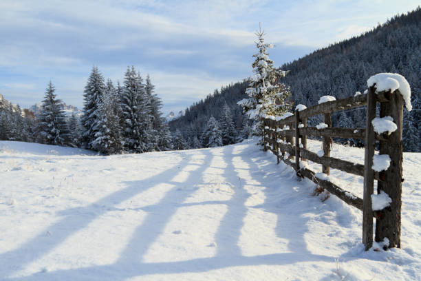 Snow-covered evergreen trees stretch toward a pale winter sky, bordered by a rustic barbed wire fence. A quiet, cold landscape evokes solitude and natural beauty.