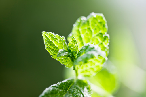 close- up of leaves of a mint plant, covered with drops of water, outdoors in the garden