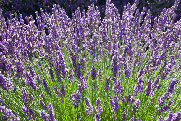 istock Fresh lavender growing in the sunny fields 1552766575