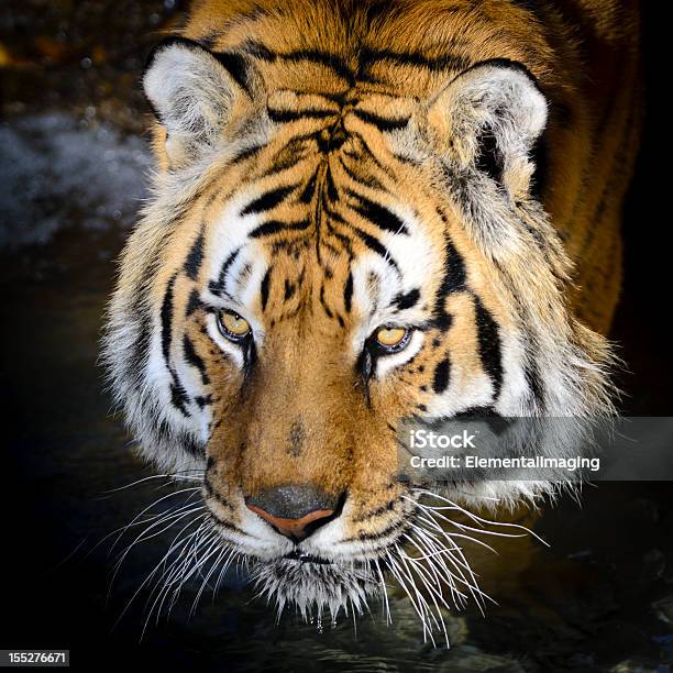 Photo libre de droit de Tigre Du Bengale Panthera Tigre Portrait De Tigre banque d'images et plus d'images libres de droit de Félin - Félin, Tigre, Tigre sibérien