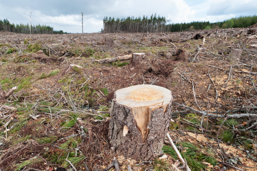Wide angle image showing a tree stump left among the forestry waste after the felling of a pine forest in Scotland.