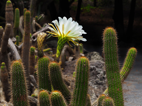 Gymnocalycium sp. - cactus blooming with white flowers in a botanical garden
