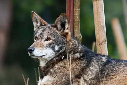 Red Wolf Pictures | Download Free Images on Unsplash