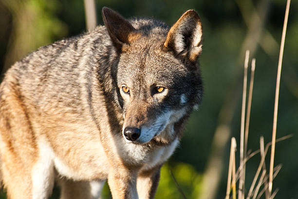 wilk rudy poszukiwanie prey - red wolf zdjęcia i obrazy z banku zdjęć