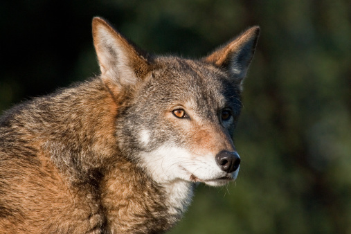 The Red Wolf (Canis rufus) is the worlds most endangered canine. It is a uniquely American wolf, its entire historical range being limited to within the eastern United States. The red wolf subspecies is the product of an ancient genetic mix between the gray wolf and coyote, but is now considered a unique subspecies and worthy of conservation. The red wolf is smaller and thinner than the gray wolf. It is actually gray-black in color, but has a distinctive reddish cast for which it is named. Once hunted to the brink of extinction, the U.S. Fish and Wildlife Service (FWS) started breeding them in captivity in the 1980's. In 1987 the red wolf was reintroduced into the wild but recovery efforts continue to be plagued by political attacks, misconceptions about wolves and weak recovery plans. As a result, red wolf populations are still declining in the wild and they are facing eventual extinction.