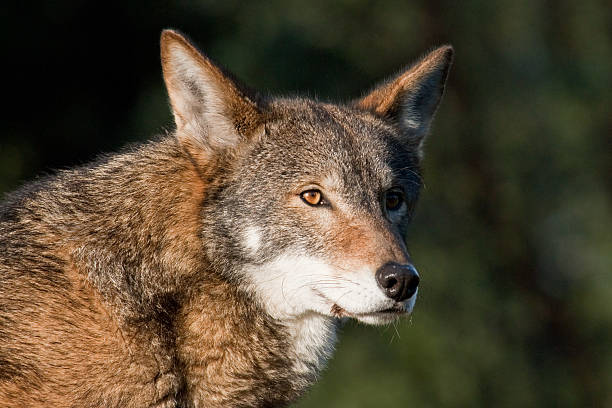Red Wolf at Rest stock photo