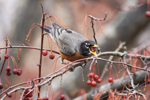 A colorful male American Robin (Turdus migratorius) perched on a winter crabapple tree branch is in mid-swallow - its mouth stuffed with a whole crabapple berry. Slight motion blur on beak and mouth.