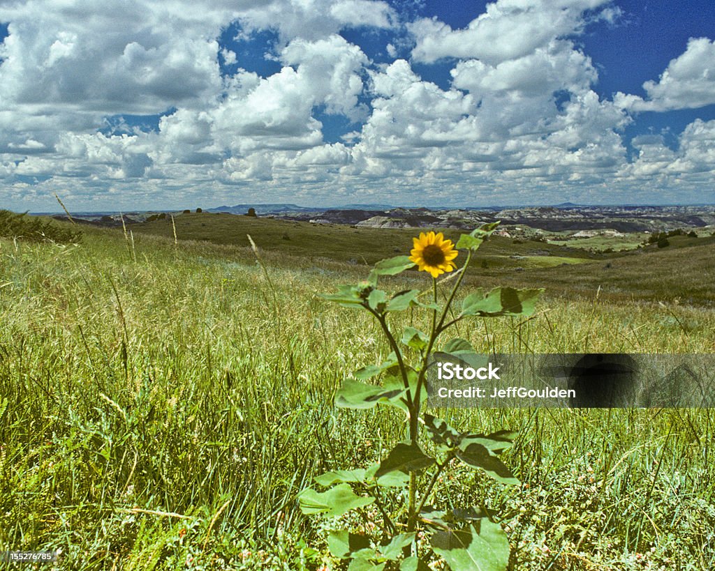 Badland Wiese und Sonnenblumen - Lizenzfrei Aster Stock-Foto