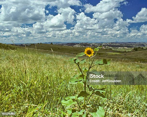 Badland Wiese Und Sonnenblumen Stockfoto und mehr Bilder von Aster - Aster, Baumblüte, Blume