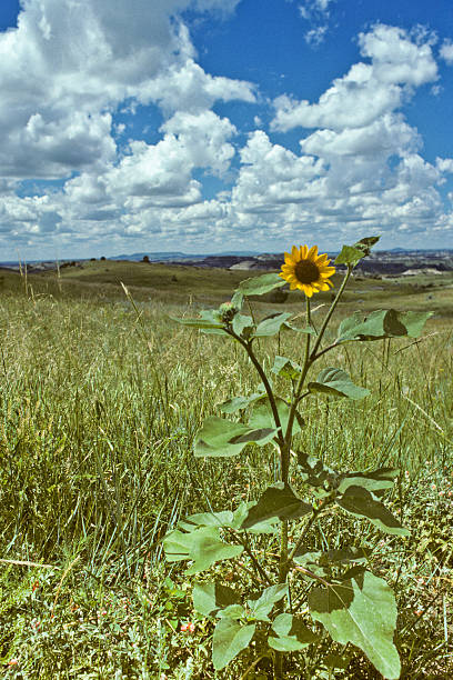 Badland Meadow and Sunflower Theodore Roosevelt National Park lies where the Great Plains meet the rugged Badlands near Medora, North Dakota, USA. The park's 3 units, linked by the Little Missouri River is a habitat for bison, elk and prairie dogs. The park's namesake, President Teddy Roosevelt once lived in the Maltese Cross Cabin which is now part of the park. This picture of a lone sunflower was taken from the Scenic Loop Drive. jeff goulden theodore roosevelt national park stock pictures, royalty-free photos & images