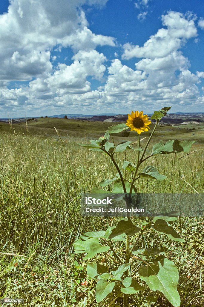 Badland луг и Sunflower - Стоковые фото Астра роялти-фри