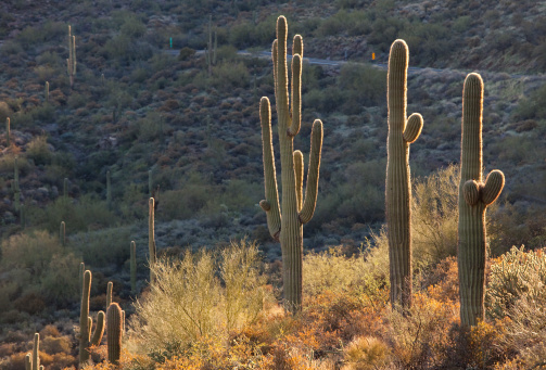 A beautiful saguaro caccti in the southwest, USA. Apache Trail. Mesa, Arizona. Horizontal colour image.