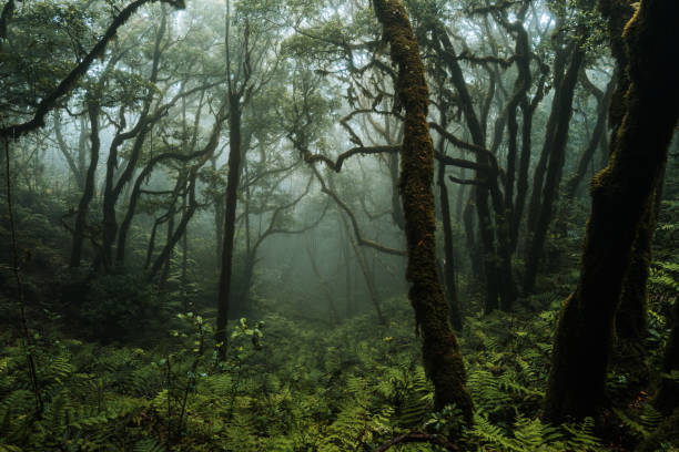 Misty and foggy forest ecosystem of Anaga, UNESCO site in Tenerife stock photo