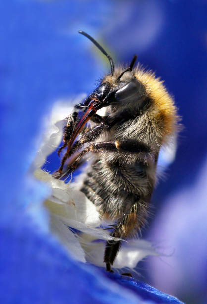 istock DEtail of a bumble-bee 155277036