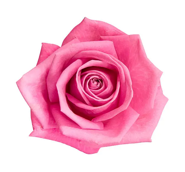 Photo of Perfect pink rose