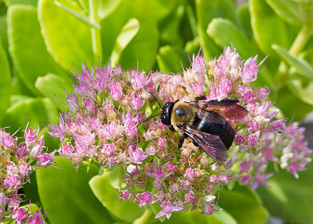 abeille menuisière et fleur rose - abeille menuisière photos et images de collection