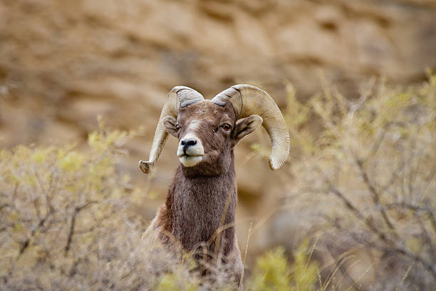 desert dickhornschaf - bighorn sheep stock-fotos und bilder