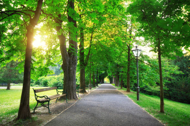 Sunrise In a Green Park Green avenue - sunrise in a city park (Graz, Austria). park bench stock pictures, royalty-free photos & images