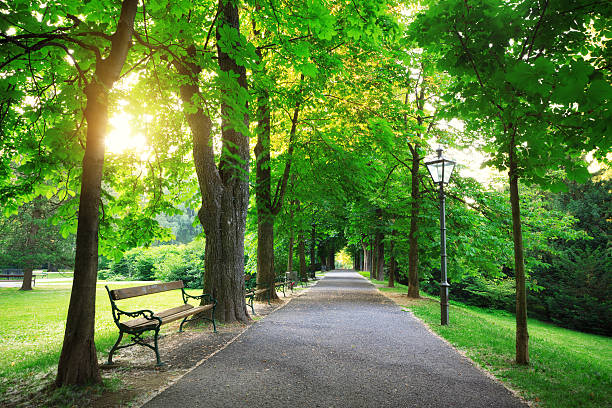 восход солнца в зеленый парк - scenics pedestrian walkway footpath bench стоковые фото и изображения
